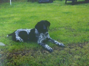 hund_1